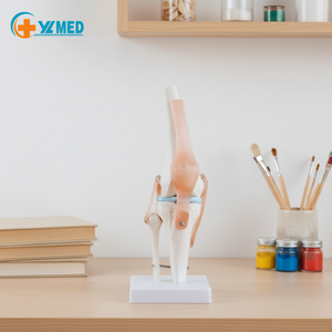 Medisch onderwijsmateriaal voor geavanceerd <span class=keywords><strong>PVC</strong></span> levensgroot menselijk flexie-knie-skelet wetenschappelijk <span class=keywords><strong>model</strong></span> met ligamenten - Product Image 1