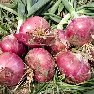 <strong>China</strong> Premium a Grade Fresh Red <strong>Onions</strong> | 50kg Bulk for Cooking | Affordable Wholesale Price - Product Image 3