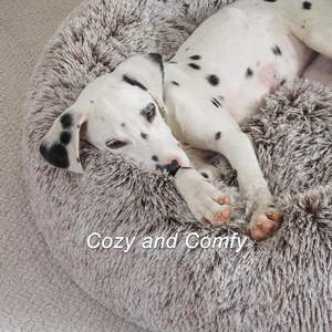ผู้ผลิตขายส่ง รับผลิตเตียงสุนัขขนปุยรูปอุ้งเท้าหมี พร้อมสกรีนโลโก้ตามสั่ง - Product Image 3