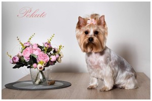 Ornements capillaires floraux en tissu pour chiens, style mignon, toutes saisons, accessoires vestimentaires pour animaux de compagnie - Product Image 4