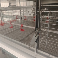 Cage de couvaison pour poussins de type H avec plaque chauffante pour les 4 premières semaines
