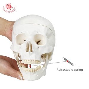 Modelo de cráneo humano anatómico 3 partes FRT019 ciencia médica la mandíbula de la barbilla puede morder con 3 dientes modelo de cráneo de tamaño natural extraíble - Product Image 1