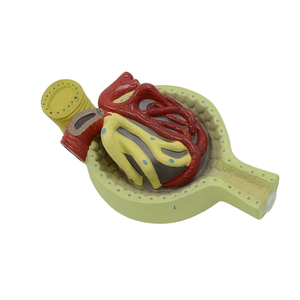 Мини-сечение почек, набор моделей нефрона и клубочков-с надпочечниками, подставка на основании - Product Image 3