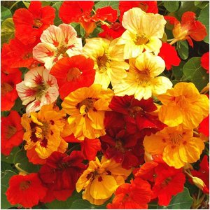 1 paquete de 350 mezcla de joyas/mezcla de plantas de capuchina para plantar al aire libre (flores silvestres comestibles, perfectas para adornar) - Product Image 2