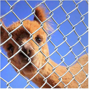 Maille de clôture en fil de fer galvanisé de 4 mm recouvert de PVC, tissée en maille losange, pour soudage, découpe et pliage - Product Image 5