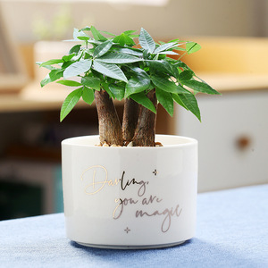 Pot de fleurs rond en céramique blanche pour plantes succulentes avec plateau en bambou et trou de drainage pour cactus - Product Image 3