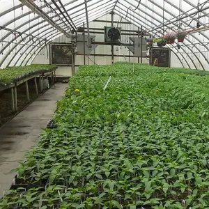 Mejor venta túnel de polietileno invernadero cultivo de tomates agricultura usada para la venta