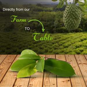 Whole Dried Natural Raw Soursop Leaves Sri Lankan <b>Spices</b> <b>Herbs</b> Wholesale Seeasonings - Product Image 5