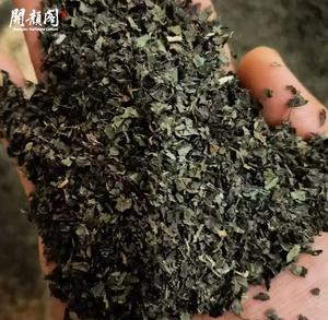 Kaiyange khô tự nhiên <span class=keywords><strong>stinging</strong></span> mảnh cây tầm ma lá Urtica fissa E. Pritz Trà thảo dược bán buôn tốt nhất thực vật thảo mộc - Product Image 4