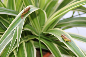 Grasshopper Verde Essiccato al Sole 100% Naturale, Finemente Lavorato, 2-4cm, Alimento per Rettili in Miniatura, Prezzo di Fabbrica, Durata 3 Anni, per la Pelle - Product Image 6