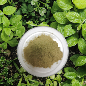 Kosher and Halal Certified <strong>Oregano</strong> <strong>Flakes</strong> and Powder Chopped Raw Herb Spices Dried by Sun and Shade Method - Product Image 3