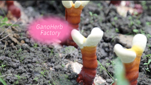 Imunidade Boosters <span class=keywords><strong>reishi</strong></span> cogumelo suplemento <span class=keywords><strong>Reishi</strong></span> cápsula - Product Image 5