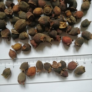 Tao jin niang crudo selvatico biologico secchi frutti interi di lanugine rosa mirto <span class=keywords><strong>frutta</strong></span> per erbe - Product Image 5