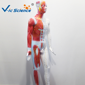 Modello di Agopuntura TCM a Corpo Intero da 178 cm, Manichino con Meridiani Umani e Punti di Agopuntura Chiaramente Indicati per Formazione in Medicina Cinese - Product Image 5
