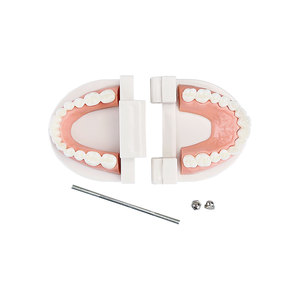 Modelo de Demostración de Dientes de Tipodonto para Adultos, Modelo de Dientes Estándar, Material de Laboratorio de Odontología para Enseñanza, Aprendizaje, Instrumento Clínico - Product Image 2