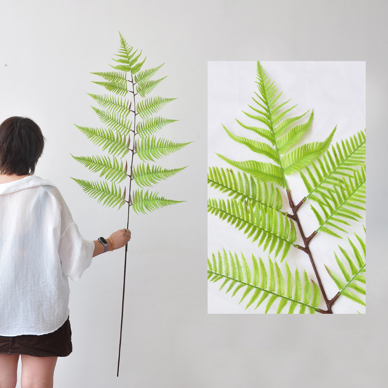 Central branch lions mane fern