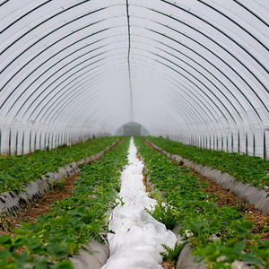 Serre d'agriculture 2020, fabrication chinoise avec hydroponique - Product Image 3