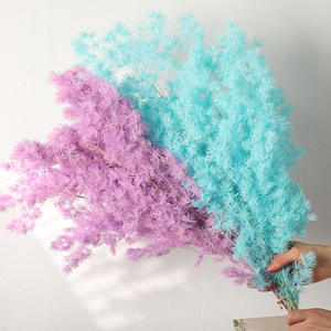 Fleur naturelle séchée et préservée Asparangus, Fleur <span class=keywords><strong>de</strong></span> Pougéa <span class=keywords><strong>de</strong></span> Penglai, Fleur <span class=keywords><strong>de</strong></span> <span class=keywords><strong>Fougère</strong></span> Ming, Effet naturel, Cadeau Saint-Valentin, Noël, Décoration d'intérieur - Product Image 5