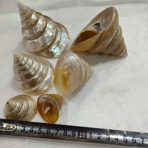 Ang về nhà Tự Làm Thủ Công cá hồ cá trang trí bóc vỏ trưng bày cửa sổ trang trí bộ sưu tập nhỏ vỏ sò biển tự nhiên vỏ sò ốc xà cừ - Product Image 2
