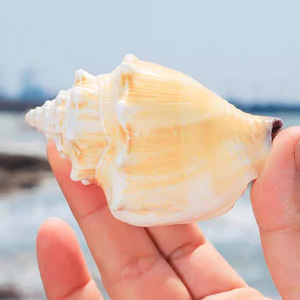 Conchiglie Naturali di Cozze Marine Seastar, Conchiglie Dorate a Spirale, Conchiglie Rosa, Ornamenti per Acquario, Conchiglie Decorative dal Tocco Naturale - Product Image 2