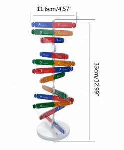 Popüler bilim öğretim oyuncaklar insan gen DNA çift sarmal modeli Diy biyolojik bilim deneysel çocuk eğitici oyuncaklar