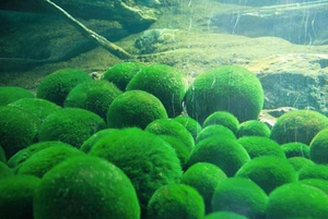 ผงคลอเรลล่าจากโรงงาน ผลิตจากธรรมชาติ ผงคลอเรลล่าวัลการิส ผงคลอเรลล่าเกรดอาหาร ราคาขายส่ง - Product Image 3