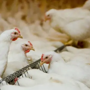 Sistema de alimentación y riego automático para pollos, bebedero para aves de corral