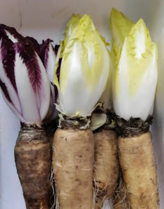 Hete Verkoop Hoge Kwaliteit Cichorei Extract Food Grade Cichorei Wortel Extract Cichorei Extract Poeder Met Beste Prijs Andijvie Poeder - Product Image 3