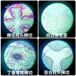 Portaobjetos de Microscopio de Vidrio para Material Didáctico Escolar, 5 Tipos de Portaobjetos Biológicos Preparados para Microscopio, Juego de Plantas y Animales - Product Image 2