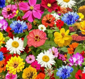 Wildflower Seeds