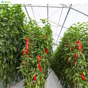 Structure de serre en acier galvanisé, tunnel agricole multi-voûtes, grande couverture en film monocouche, culture de légumes et de <span class=keywords><strong>tomates</strong></span> - Product Image 6