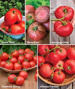 Burpee Favorites 10 paquetes de tomate de herencia no OGM fibra de plantación ecológica para jardines de interior <span class=keywords><strong>macetas</strong></span> de flores artificiales - Product Image 5