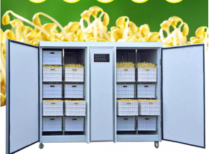 Sprouter automatico di soia a ciclo di produzione breve - Product Image 4