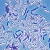 중국 공장 뜨거운 판매 액체 복합체 혐기성 젖산 박테리아 소화 촉진 수족관 수질 정화 - Product Image 5