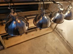 Lámpara de Calor para Crías de Animales de 10.5 Pulgadas con Interruptor, Bombillas Halógenas para Uso Avícola - Product Image 5