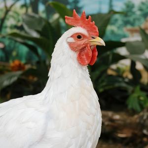 Ukuran hidup realistis buatan tangan Resin animatronik ayam jantan dalam ruangan hewan Pertanian Model dekoratif untuk sekolah taman kanak-kanak untuk dijual - Product Image 3