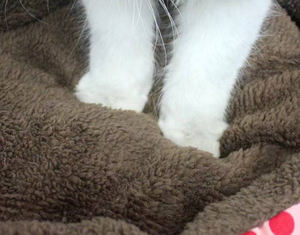 Fabrik preis Achteck Hunde bett mit Punkt druck Katzen bett auf Lager Katzen nest Punkt druck Haustier bedarf - Product Image 6