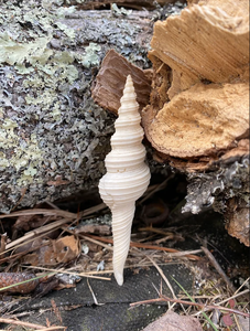 HLESATAAND T SELMEETIIVRRIFFRRROM M IE - Product Image 5