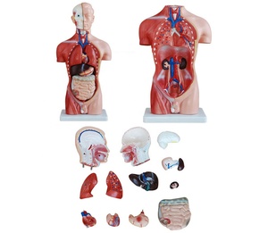 Haute qualité et bon prix, anatomie 42cm, <span class=keywords><strong>homme</strong></span>, corps <span class=keywords><strong>musclé</strong></span> humain, modèle de <span class=keywords><strong>torse</strong></span> humain, 13 pièces - Product Image 3