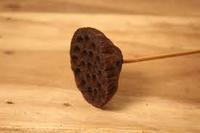 Grands tiges de lotus séchées naturelles écologiques, herbe de la pampa marron pour Halloween, mariage, Saint-Valentin, fête des Mères, Pâques