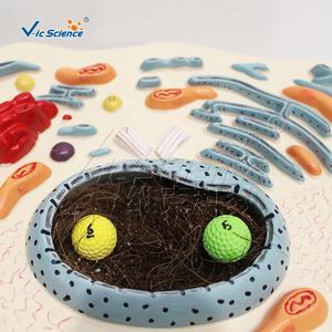 Modelo Anatómico Ampliado de una Célula Animal, Modelo de Mitocodrón para la Enseñanza de Ciencias Médicas en Escuelas y Hospitales - Product Image 1