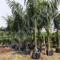 Hokbg Boerderij Kwekerij Kweekzak Boom Zaailing Pot Voor Plantentuin Grote Plantenbak Voor Koninklijke Palm