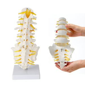 Modèle anatomique de colonne vertébrale naturelle humaine FRT034 5ème vertèbres lombaires grandeur nature avec modèle de vertèbres de queue - Product Image 1