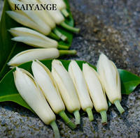 KAIYANGE Haute 99.99% Naturel Michelia Champaca L. Poudre d'extrait instantanée poudre de thé instantanée d'orchidée soluble immunitaire de bien-être