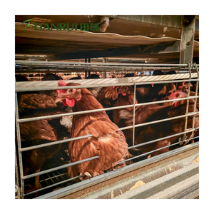 Kandang Ayam Otomatis Galvanis Tipe H untuk Peternakan Unggas, Dijual Murah - Product Image 5