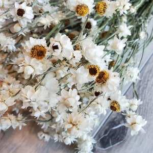 Bouquet séché d'ammonium blanc crémeux fleur de chrysanthème bouquet blanc <span class=keywords><strong>immortelle</strong></span> décoration rustique - Product Image 4