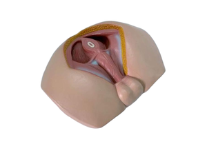 骨盤の会陰および生殖器の筋肉のためのPVCの男性の解剖学的モデル - Product Image 4