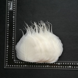 Lá cây Bồ đề - Product Image 1