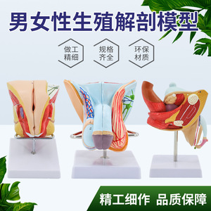 Muestras de simulación para la enseñanza de los órganos reproductores masculinos y el sistema urinario, genitales internos y externos, testículos - Product Image 5
