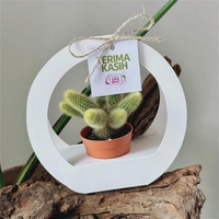 Panier en carton blanc pliable simple pour plantes succulentes, avec poignée et trous ronds de 2,95 " et 2,56 ", très vendu